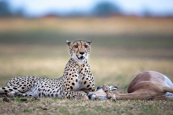 Cheetah with Impala kill, Okavango Delta, Botswana