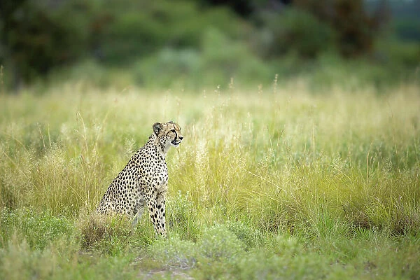Cheetah, Kalahari Desert, Botswana