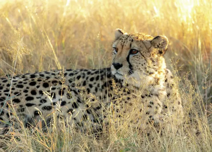 Framed Print : Cheetah laying in grass, Okonjima Nature Reserve, Namibia