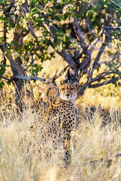 Cheetah, Moremi Game Reserve, Botswana, Africa