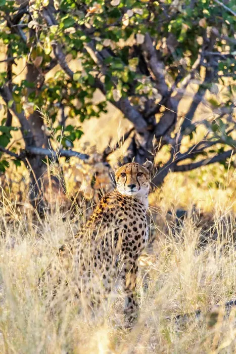 Framed Print : Cheetah, Moremi Game Reserve, Botswana, Africa Framed Print : Cheetah, Moremi Game Reserve, Botswana, Africa