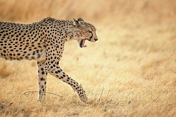 Cheetah on the move, Okavango Delta, Botswana