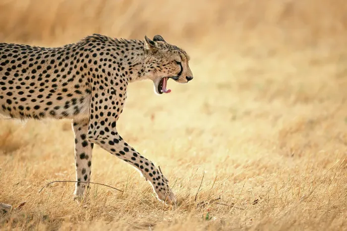 Framed Print : Cheetah on the move, Okavango Delta, Botswana Framed Print : Cheetah on the move, Okavango Delta, Botswana