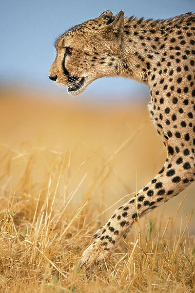 Cheetah on the move, Okavango Delta, Botswana