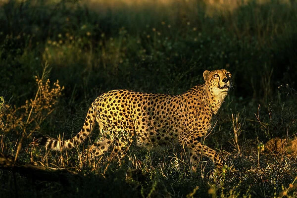 Cheetah, Okavango Delta, Botswana
