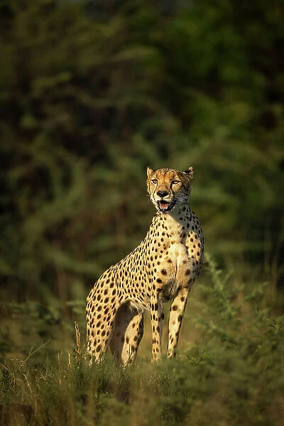 Cheetah, Okavango Delta, Botswana