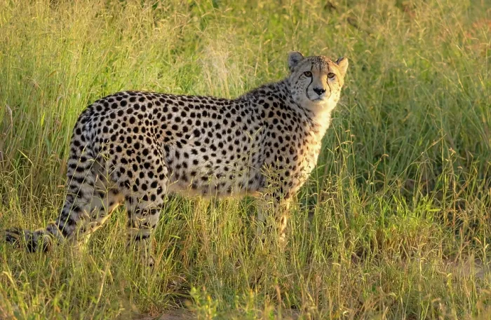 Framed Print : Cheetah, Okonjima Nature Reserve, Namibia