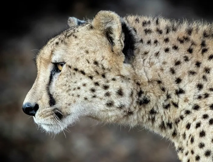 Framed Print : Cheetah profile, Zimanga Private Game Reserve, KwaZulu Natal, South Africa Framed Print : Cheetah profile, Zimanga Private Game Reserve, KwaZulu Natal, South Africa
