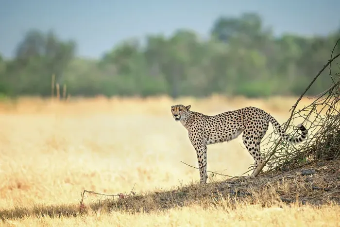 Framed Print : Cheetah on the prowl, Okavango Delta, Botswana Framed Print : Cheetah on the prowl, Okavango Delta, Botswana