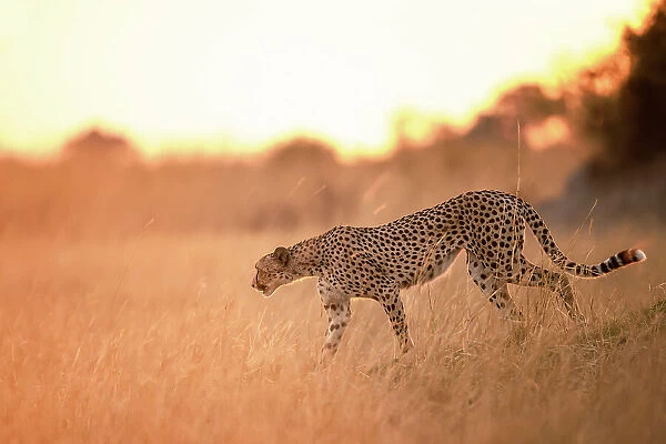 Cheetah on the prowl, Okavango Delta, Botswana