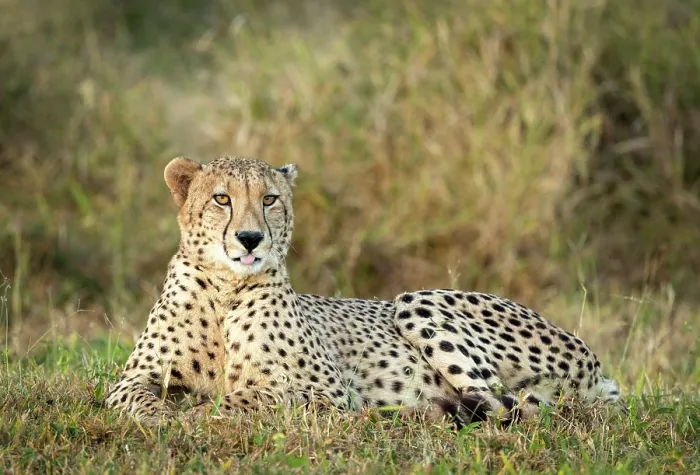 Framed Print : Cheetah resting, Zimanga Private Game Reserve, KwaZulu Natal, South Africa Framed Print : Cheetah resting, Zimanga Private Game Reserve, KwaZulu Natal, South Africa