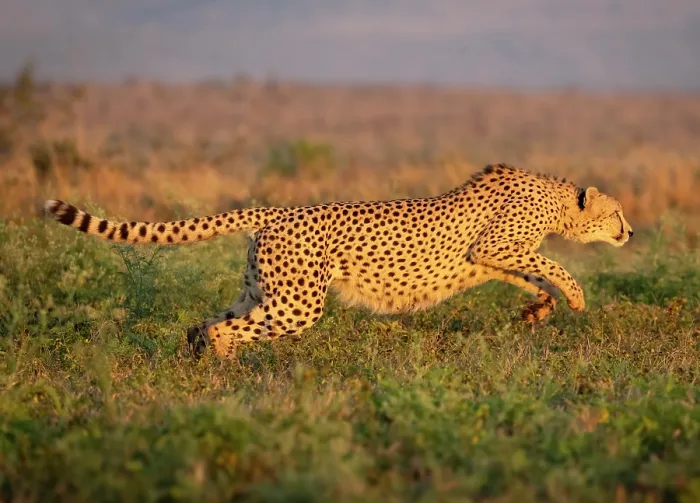 Framed Print : Cheetah running, Zimanga Private Game Reserve, KwaZulu Natal, South Africa Framed Print : Cheetah running, Zimanga Private Game Reserve, KwaZulu Natal, South Africa