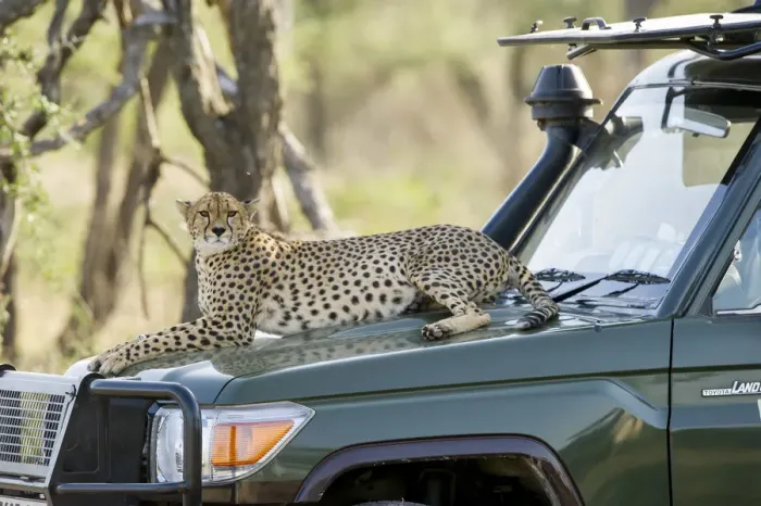 Framed Print : Cheetah sitting on safari vehicle, Serengeti, Tanzania Framed Print : Cheetah sitting on safari vehicle, Serengeti, Tanzania