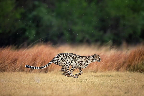 Cheetah at full speed, Okavango Delta, Botswana