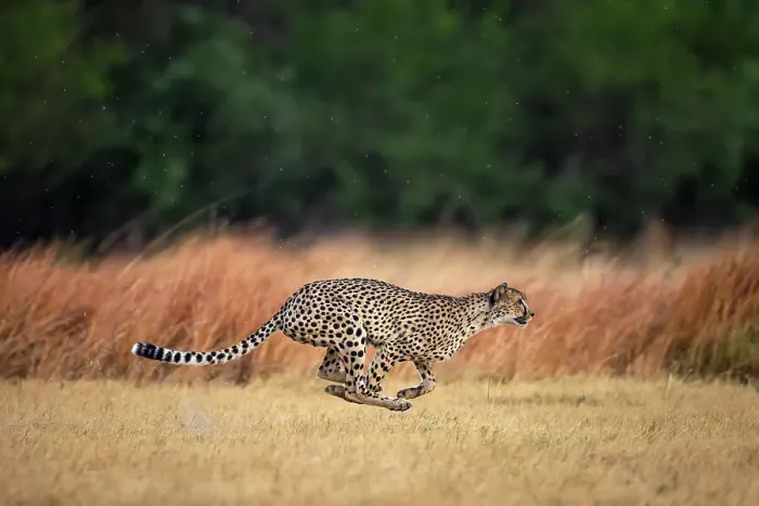 Framed Print : Cheetah at full speed, Okavango Delta, Botswana Framed Print : Cheetah at full speed, Okavango Delta, Botswana
