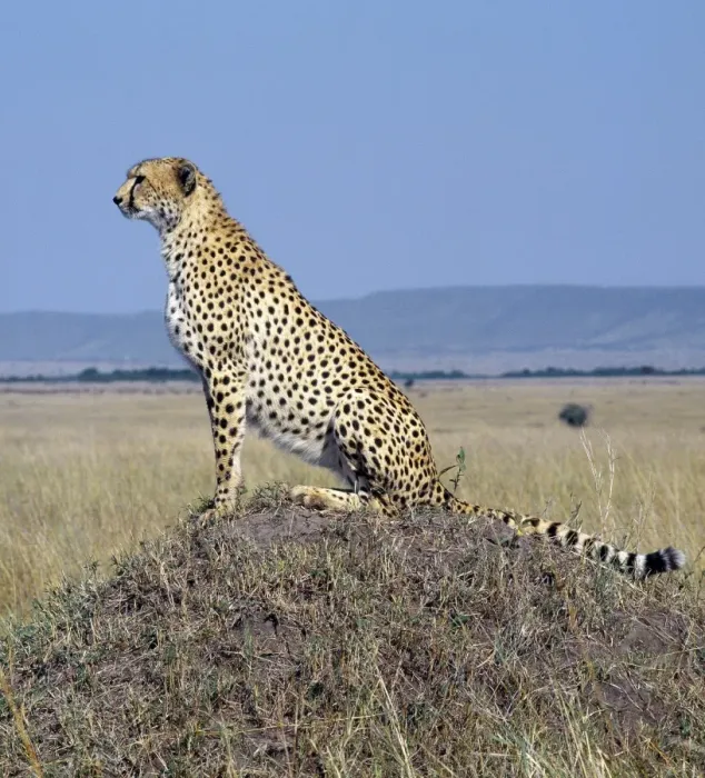 Framed Print : A cheetah surveys the grassy plains of Masai Mara from Framed Print : A cheetah surveys the grassy plains of Masai Mara from