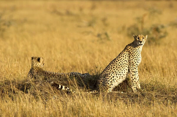 Two cheetah on a termite mound, Serengeti, Grumeti, Tanzania, Africa