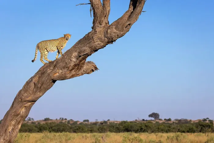 Framed Print : Cheetah in tree, Savuti, Chobe National Park, Botswana Framed Print : Cheetah in tree, Savuti, Chobe National Park, Botswana