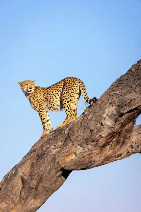 Framed Print : Cheetah in tree, Savuti, Chobe National Park, Botswana