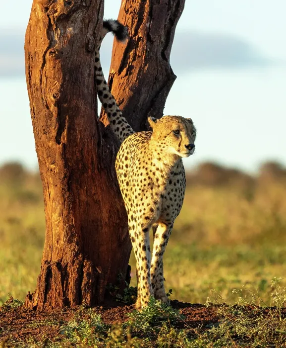 Framed Print : Cheetah by tree, Zimanga Private Game Reserve, KwaZulu Natal, South Africa Framed Print : Cheetah by tree, Zimanga Private Game Reserve, KwaZulu Natal, South Africa