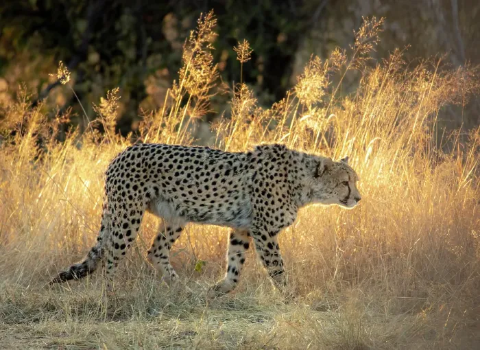 Framed Print : Cheetah walking through grassland at sunrise, Okonjima Nature Reserve, Namibia Framed Print : Cheetah walking through grassland at sunrise, Okonjima Nature Reserve, Namibia