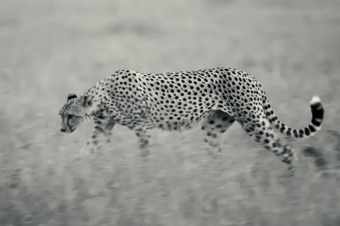 Framed Print : Cheetah walking late in evening in grass, Serengeti Grumeti Reserve Framed Print : Cheetah walking late in evening in grass, Serengeti Grumeti Reserve