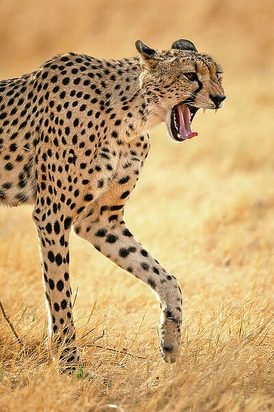 Cheetah yawn, Okavango Delta, Botswana