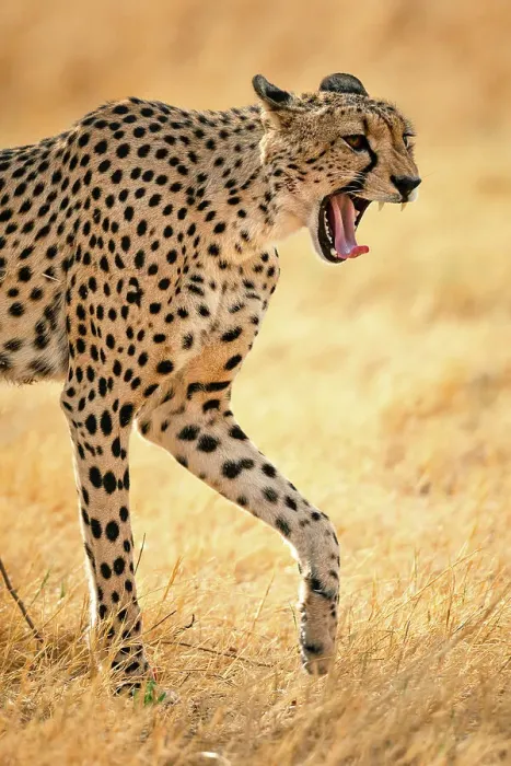 Framed Print : Cheetah yawn, Okavango Delta, Botswana