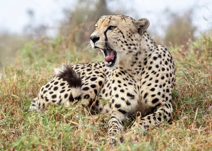Framed Print : Cheetah yawning, Zimanga Private Game Reserve, Natal, South Africa Framed Print : Cheetah yawning, Zimanga Private Game Reserve, Natal, South Africa