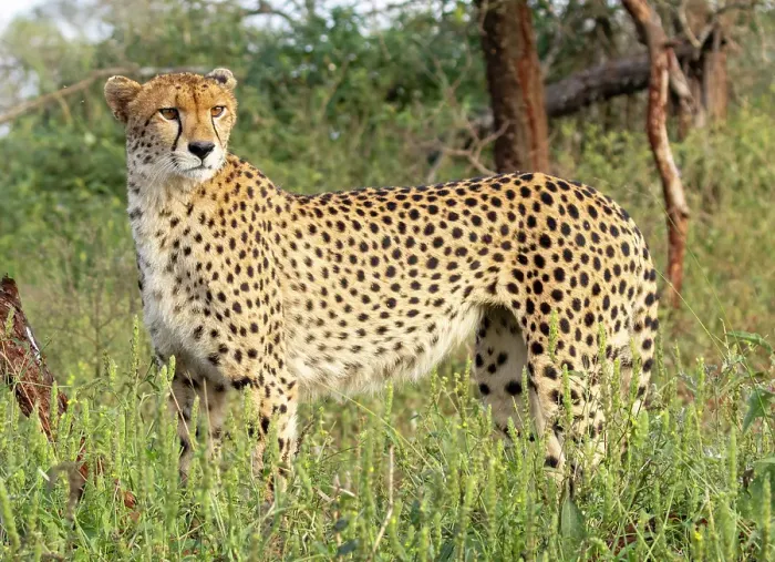 Framed Print : Cheetah, Zimanga Private Game Reserve, Natal, South Africa Framed Print : Cheetah, Zimanga Private Game Reserve, Natal, South Africa