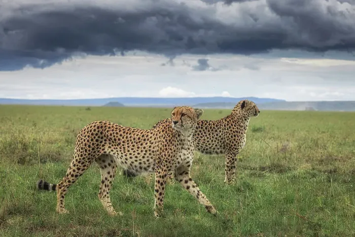 Framed Print : Cheetahs (acinonyx jubatus) in the Maasaimara grassland, Kenya Framed Print : Cheetahs (acinonyx jubatus) in the Maasaimara grassland, Kenya