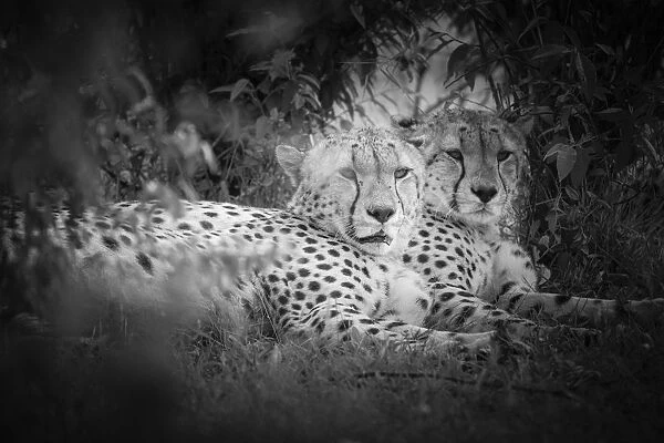 Cheetahs (acinonyx jubatus) in the msai mara game reserve, kenya