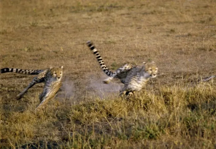Framed Print : Two cheetahs sprint after their quarry Framed Print : Two cheetahs sprint after their quarry