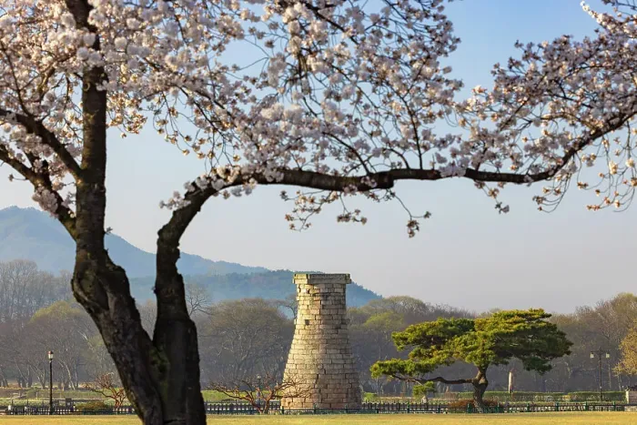 Framed Print : Cheomseongdae Observatory (UNESCO World Heritage Site) and cherry blossom, Gyeongju, South Korea Framed Print : Cheomseongdae Observatory (UNESCO World Heritage Site) and cherry blossom, Gyeongju, South Korea