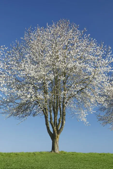 Framed Print : Cherry in bloom - Germany, Bavaria, Upper Bavaria, Dachau, Markt Indersdorf, Weichs Framed Print : Cherry in bloom - Germany, Bavaria, Upper Bavaria, Dachau, Markt Indersdorf, Weichs