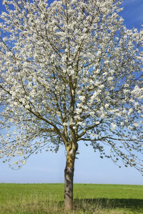 Framed Print : Cherry in bloom - Germany, Bavaria, Upper Bavaria, Dachau, Vierkirchen, Rettenbach Framed Print : Cherry in bloom - Germany, Bavaria, Upper Bavaria, Dachau, Vierkirchen, Rettenbach