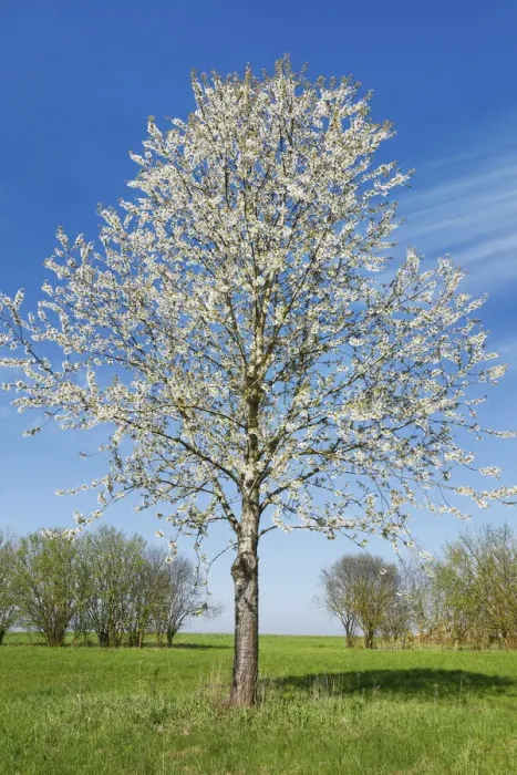Framed Print : Cherry in bloom - Germany, Bavaria, Upper Bavaria, Dachau, Vierkirchen, Rettenbach Framed Print : Cherry in bloom - Germany, Bavaria, Upper Bavaria, Dachau, Vierkirchen, Rettenbach