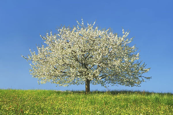 Cherry in bloom - Switzerland, Aargau, Aarau, Oberhof