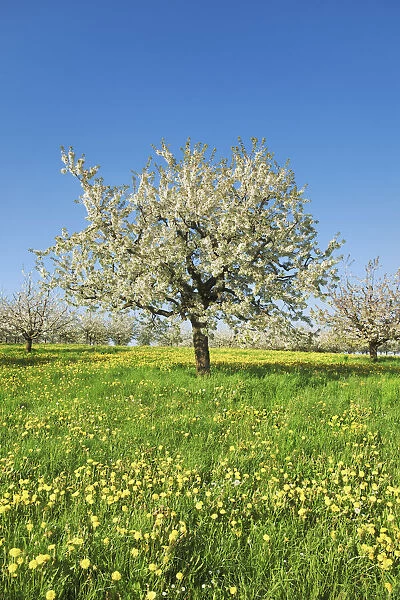 Cherry in bloom - Switzerland, Aargau, Aarau, Oberhof