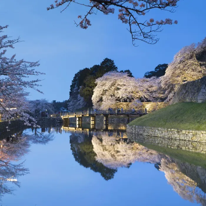 Framed Print : Cherry blossom and bridge at Hikone Castle, Hikone, Kansai, Japan Framed Print : Cherry blossom and bridge at Hikone Castle, Hikone, Kansai, Japan