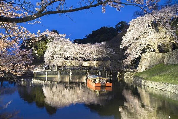 Cherry blossom and bridge at Hikone Castle at dusk, Hikone, Kansai, Japan
