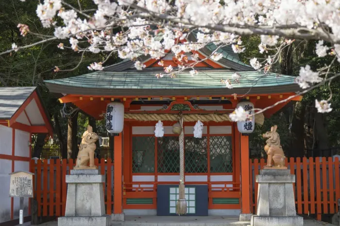 Framed Print : Cherry blossom at Ikuta Jinja shrine, Kobe, Kansai, Japan Framed Print : Cherry blossom at Ikuta Jinja shrine, Kobe, Kansai, Japan