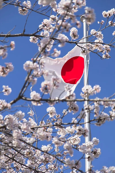 Cherry blossom and Japanese flag, Kobe, Kansai, Japan
