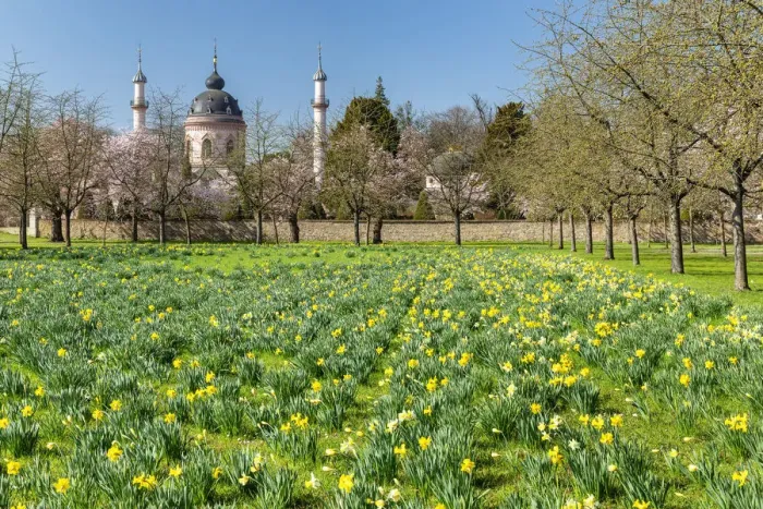 Framed Print : Cherry blossom with mosque in the Baroque Garden of Schloss Schwetzingen Castle, Schwetzingen, Baden-Wurttemberg, Germany Framed Print : Cherry blossom with mosque in the Baroque Garden of Schloss Schwetzingen Castle, Schwetzingen, Baden-Wurttemberg, Germany