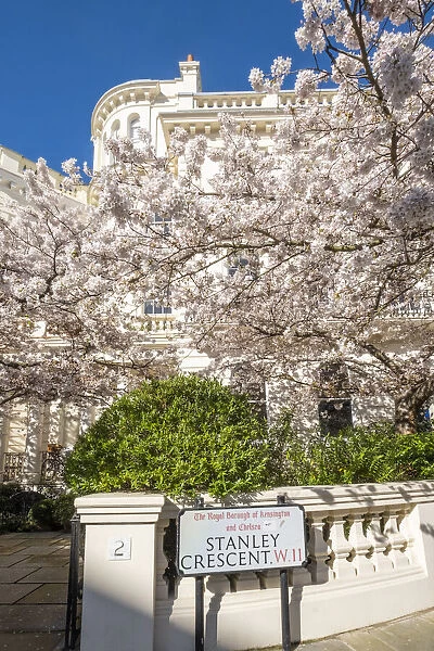 Cherry blossom, Notting Hill, London, England, UK