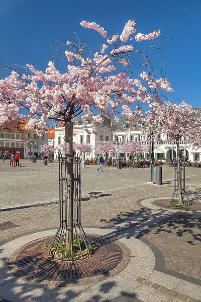 Cherry blossom at Rathausplatz Square, altes Kaufhaus Arts Center, Landau in der Pfalz, German Wine Route, Rhineland-Palatinate, Germany