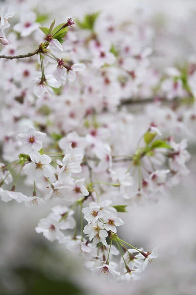 Cherry blossom in Ritsurin-koen, Takamatsu, Shikoku, Japan