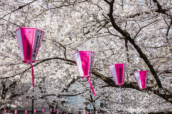 Cherry blossom season, Naka Meguro, Tokyo, Japan
