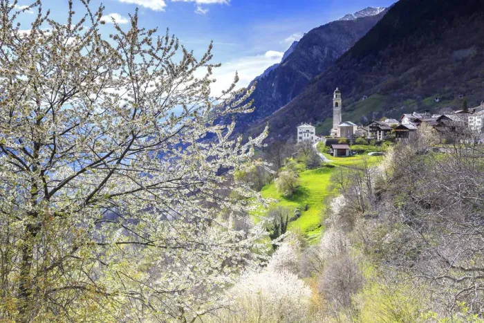 Framed Print : Cherry blossom in Soglio, Val Bregaglia(Bregaglia Valley), Graub√ºnden, Switzerland