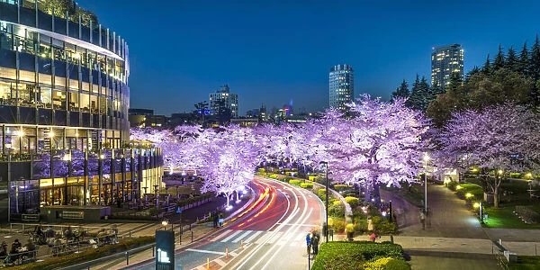 Cherry blossom at Tokyo Midtown, Roppongi, Japan